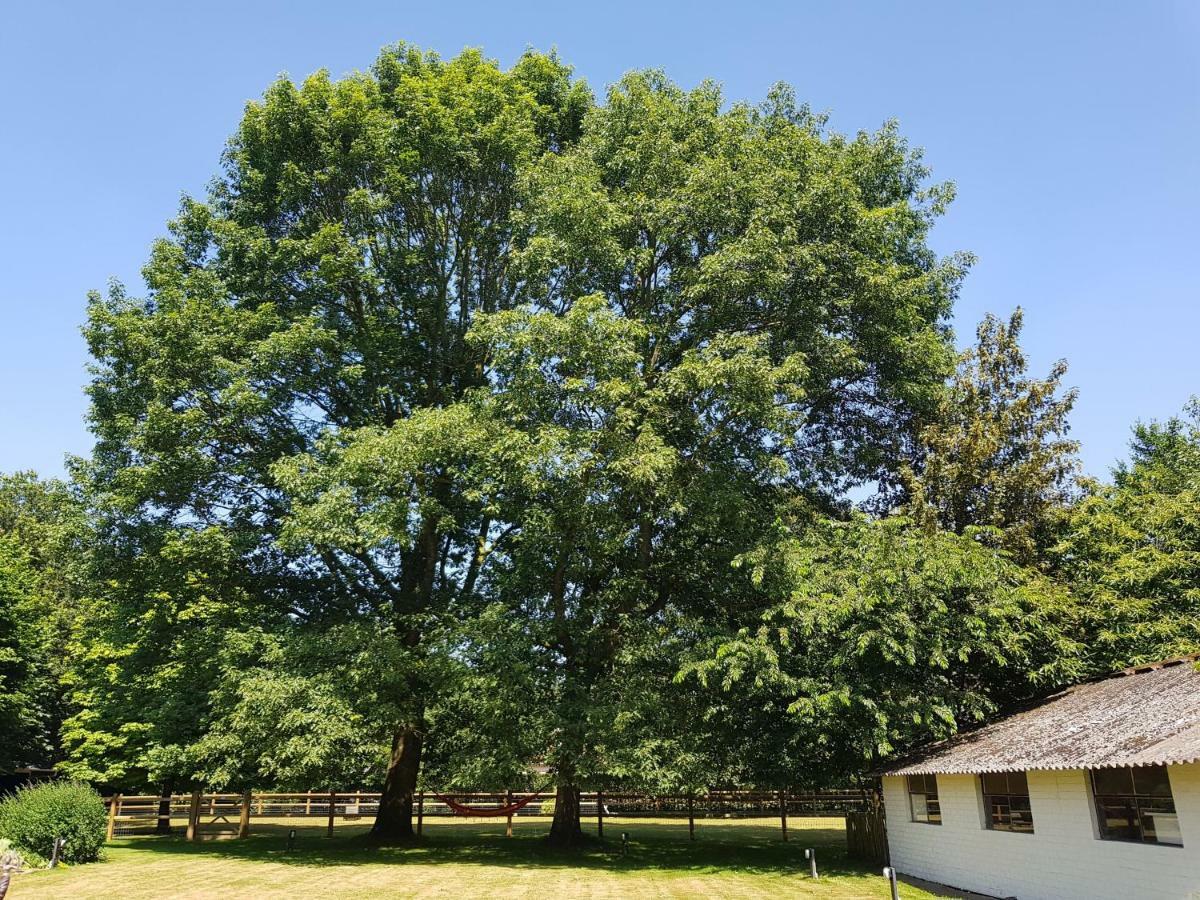 Вілла The Two Oaks - Private Garden For Guests Hertsberge Екстер'єр фото